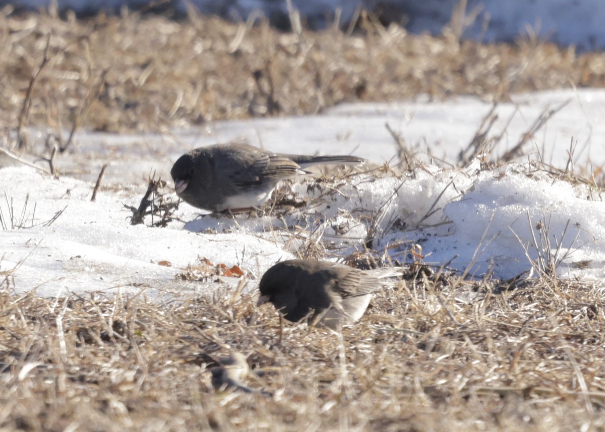 Dark-eyed Junco - ML646754126