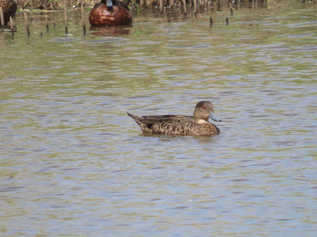 Chestnut Teal - ML646754127