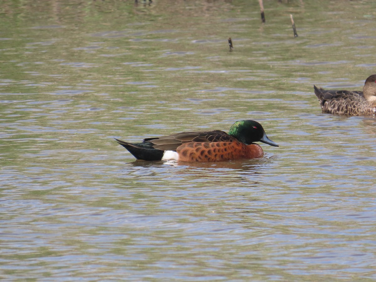 Chestnut Teal - ML646754128