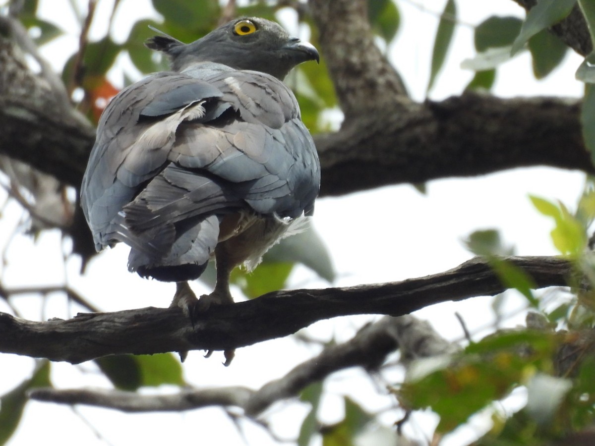 Pacific Baza - ML646754129