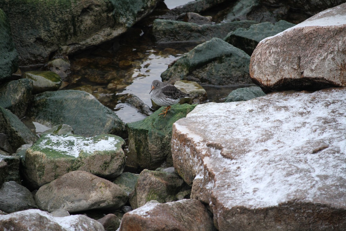 Purple Sandpiper - ML646754130