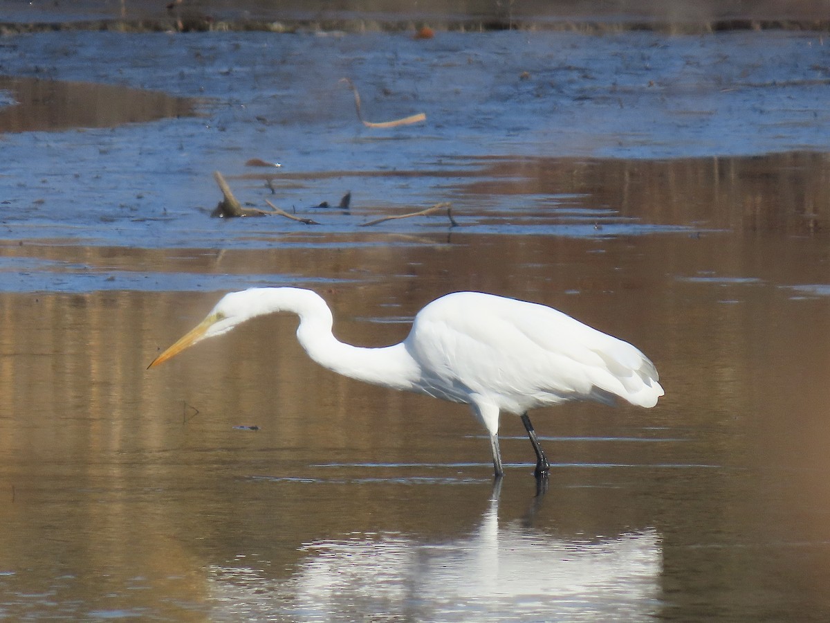 Great Egret - ML646754131