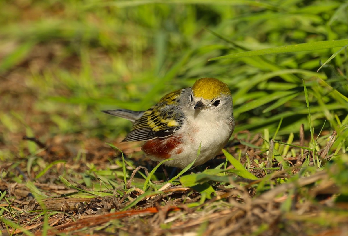 Chestnut-sided Warbler - ML646754132