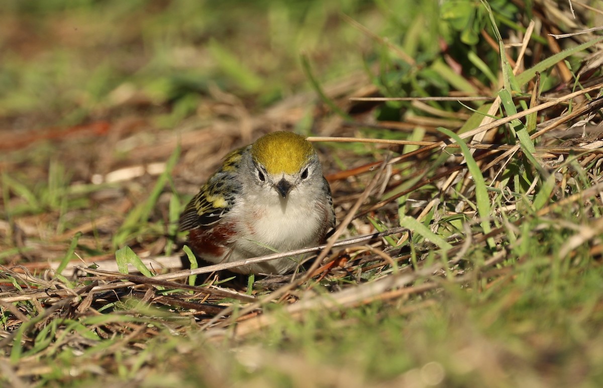 Chestnut-sided Warbler - ML646754133