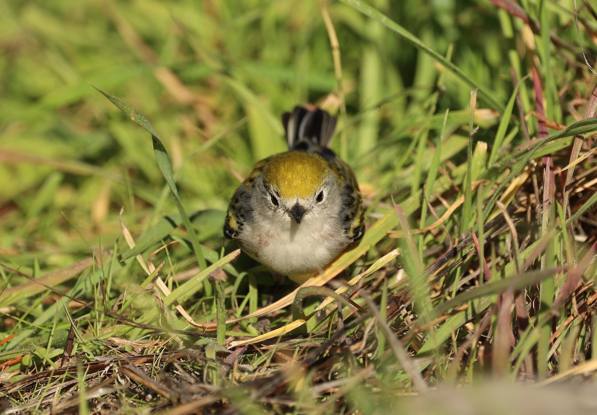 Chestnut-sided Warbler - ML646754134