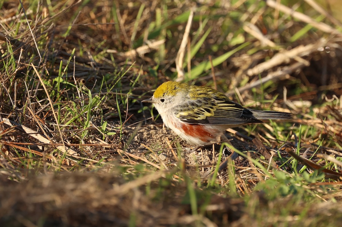 Chestnut-sided Warbler - ML646754135