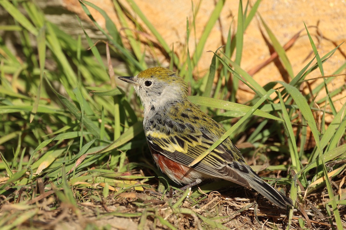 Chestnut-sided Warbler - ML646754136