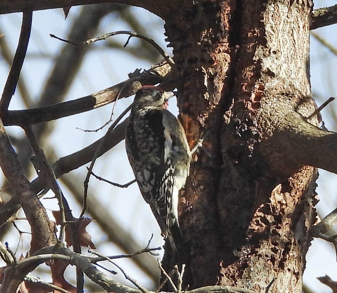 Yellow-bellied Sapsucker - ML646754137