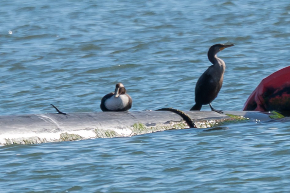 אדרית שחורת-כיפה (dresseri) - ML646754138