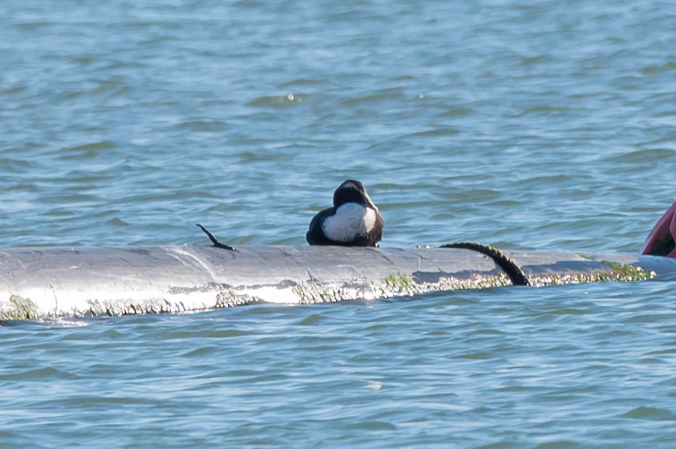 אדרית שחורת-כיפה (dresseri) - ML646754139