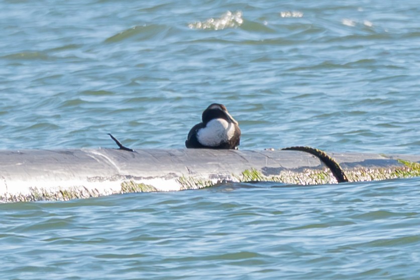 אדרית שחורת-כיפה (dresseri) - ML646754140