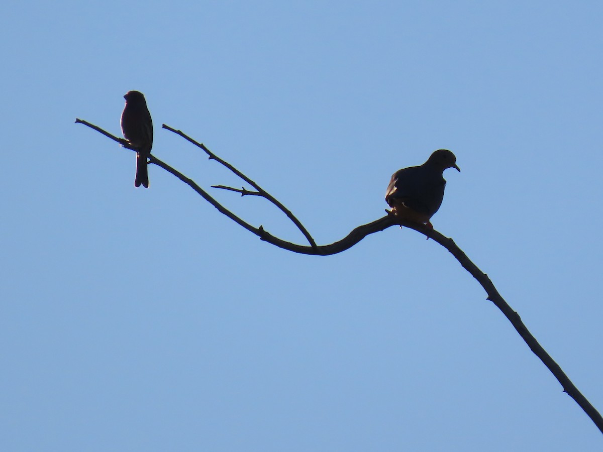 House Finch - ML646754141