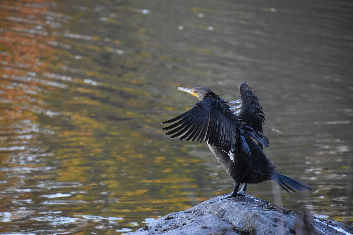 totoppskarv - ML646754142