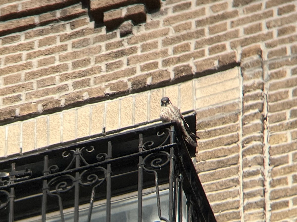 Боривітер американський - ML646754143