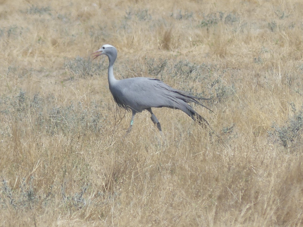 Blue Crane - ML646754145