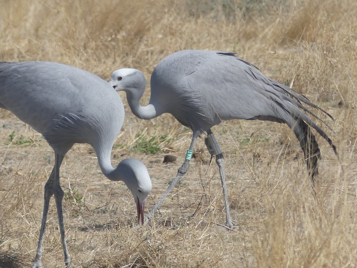 Blue Crane - ML646754146