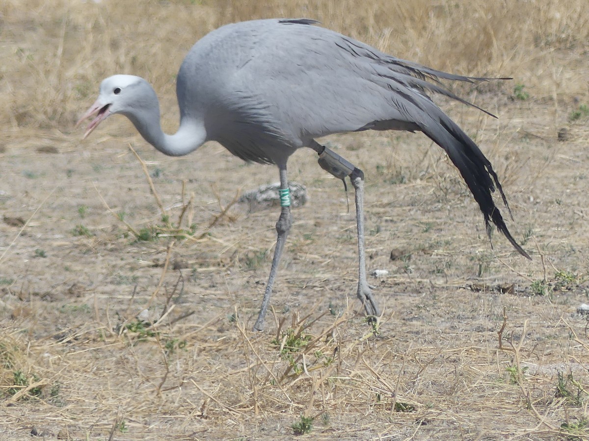 Blue Crane - ML646754147