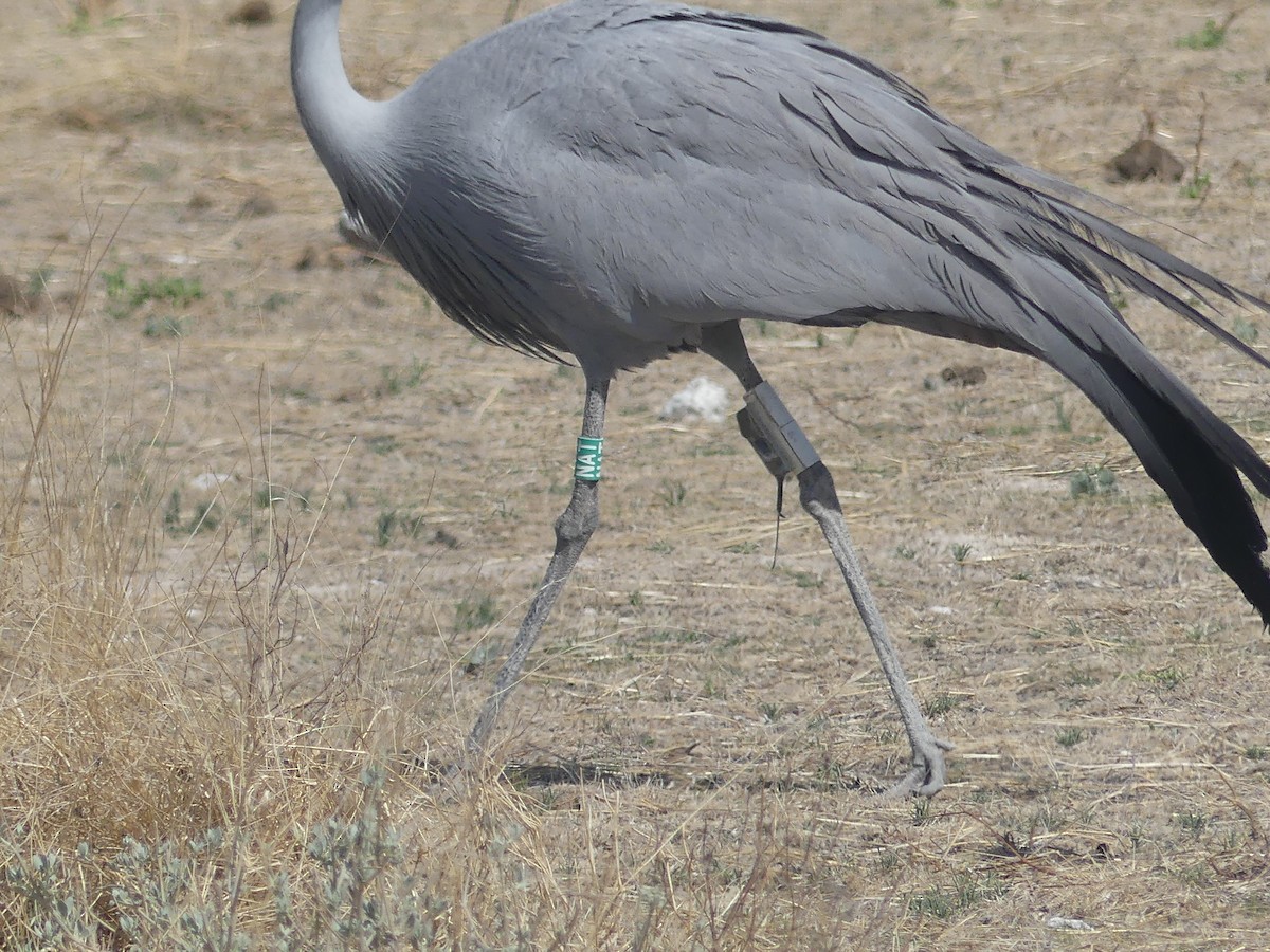 Blue Crane - ML646754148