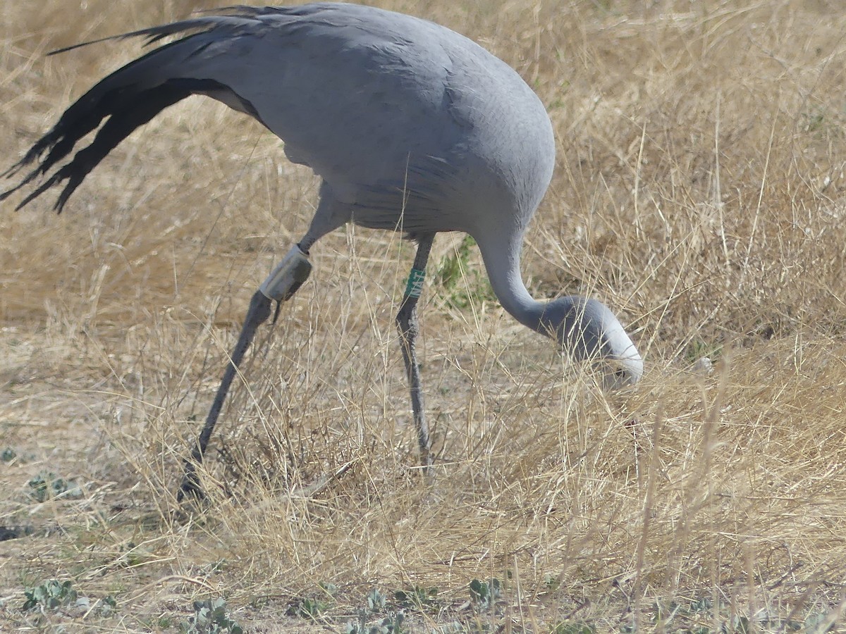 Blue Crane - ML646754149