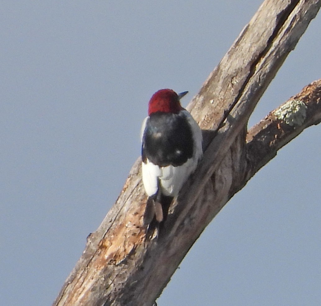 Red-headed Woodpecker - ML646754150