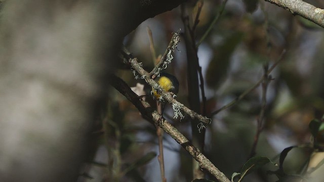 Hermit Warbler - ML646754151