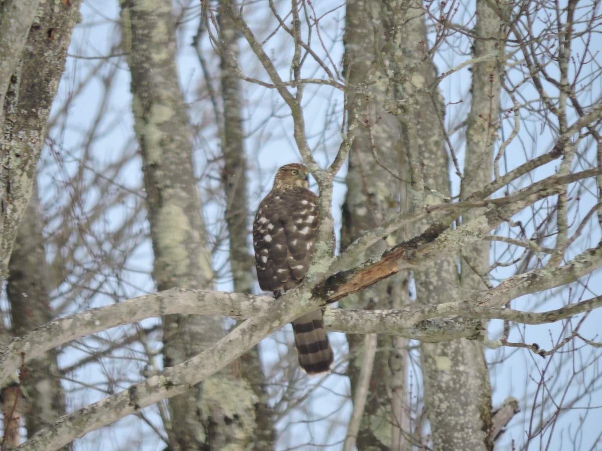 Rundschwanzhabicht - ML646754153