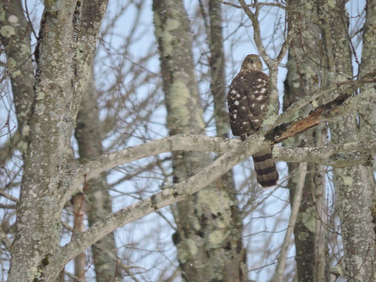 Rundschwanzhabicht - ML646754154