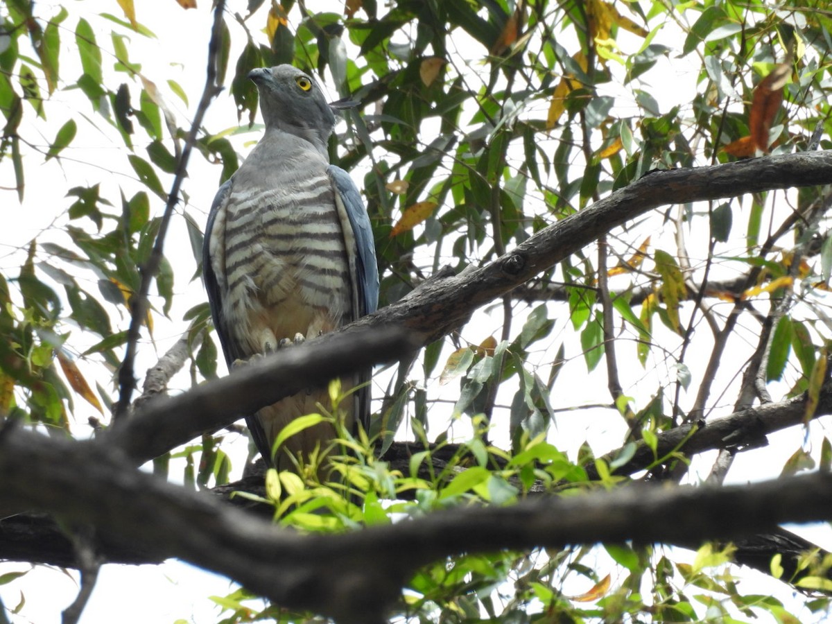 Pacific Baza - ML646754155