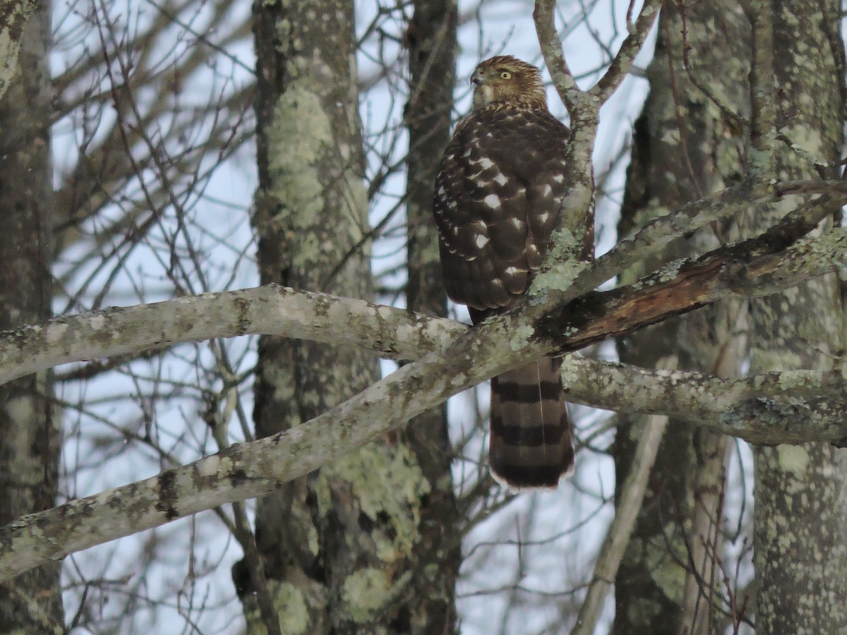 Rundschwanzhabicht - ML646754156