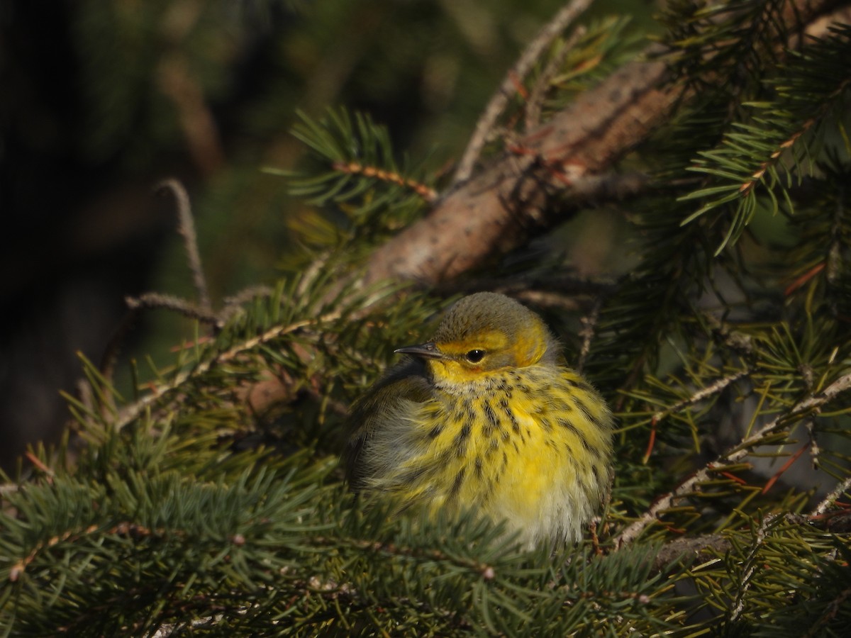 Cape May Warbler - ML646754157