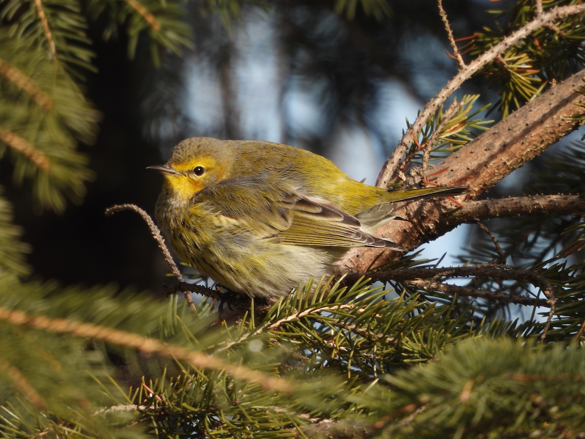 Cape May Warbler - ML646754158