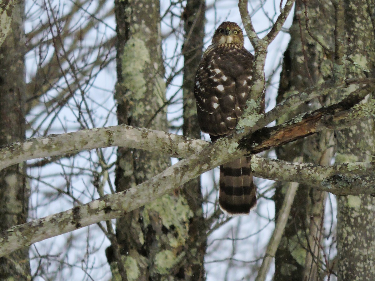 Rundschwanzhabicht - ML646754159