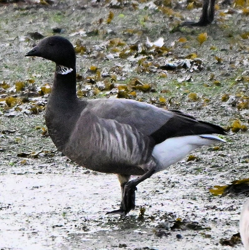 Brant - ML646754161