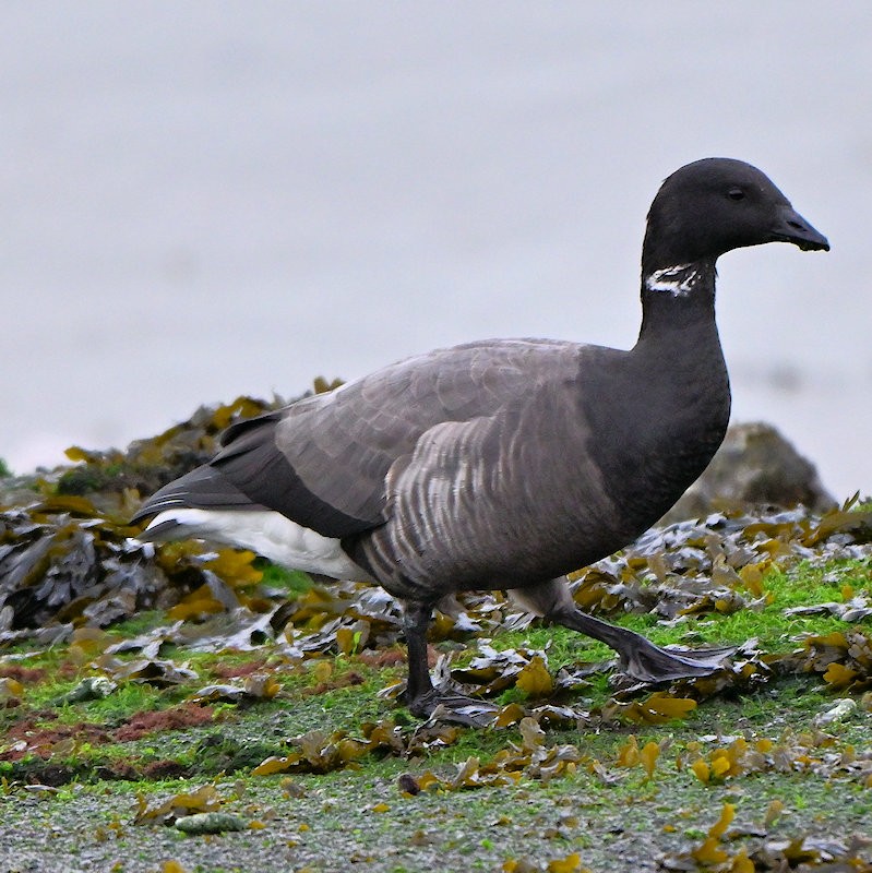 Brant - ML646754162