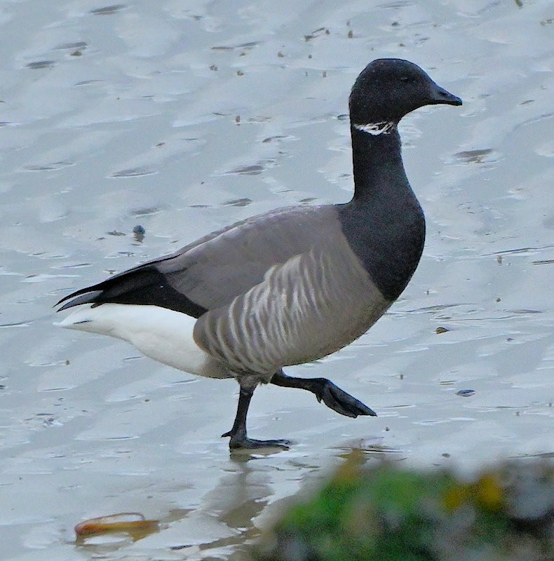 Brant - ML646754163