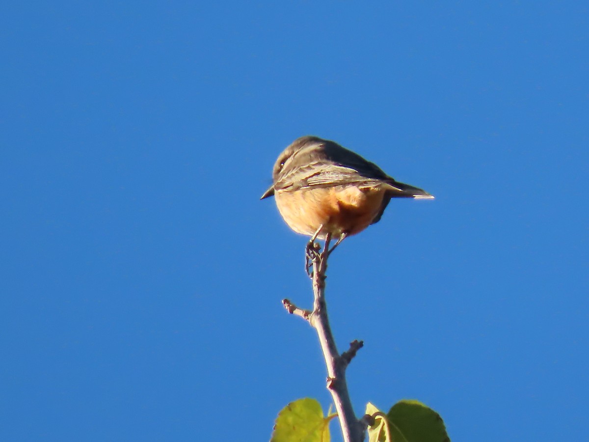 Vermilion Flycatcher - ML646754165