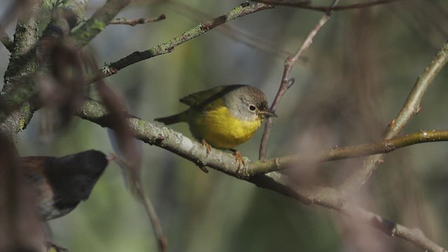 Nashville Warbler - ML646754166