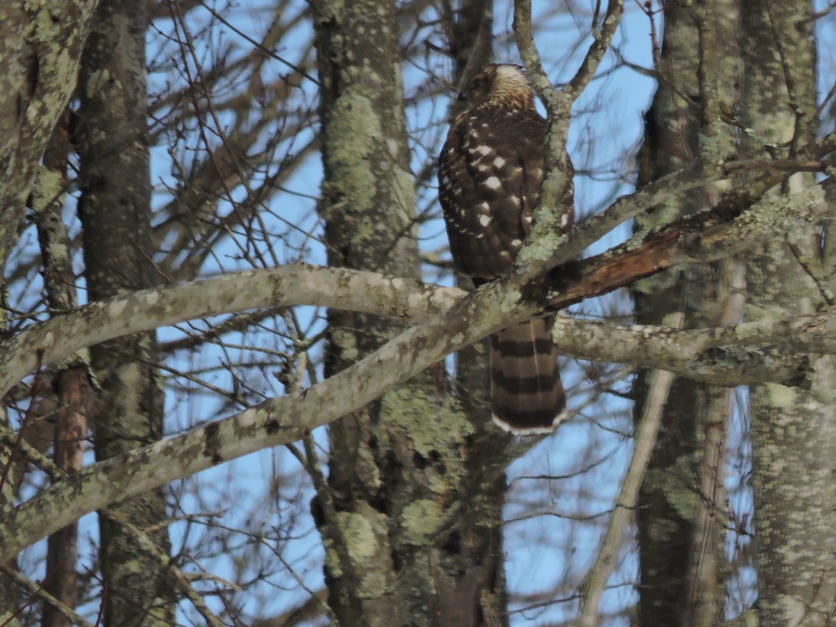 Rundschwanzhabicht - ML646754167