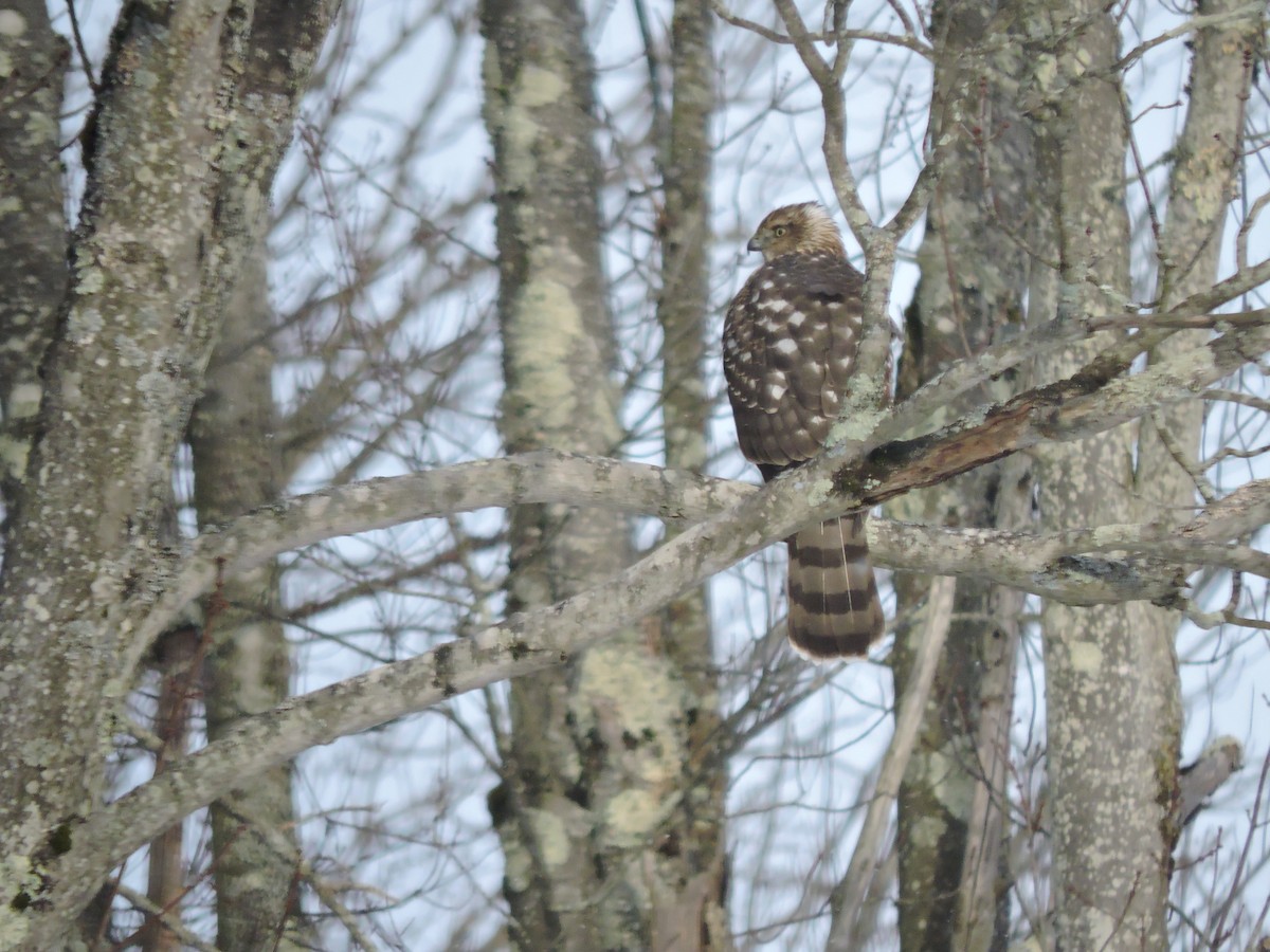 Rundschwanzhabicht - ML646754168