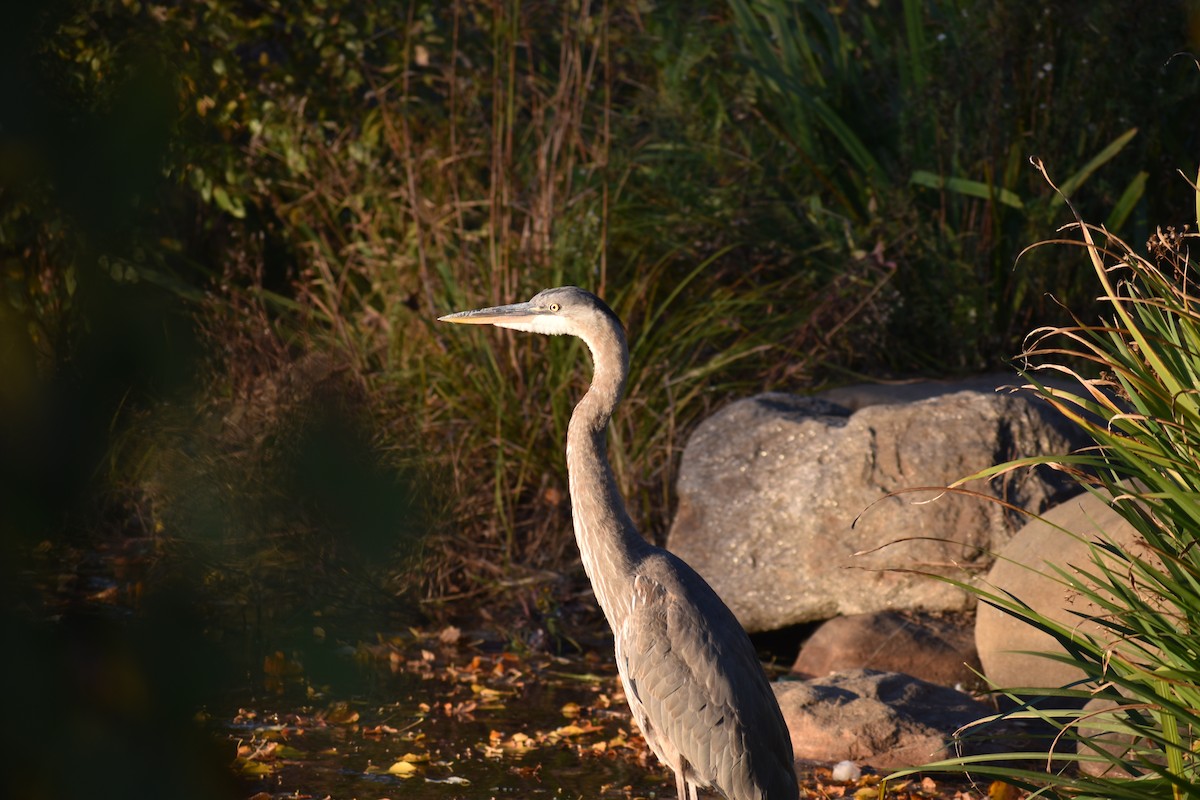 Great Blue Heron - ML646754169