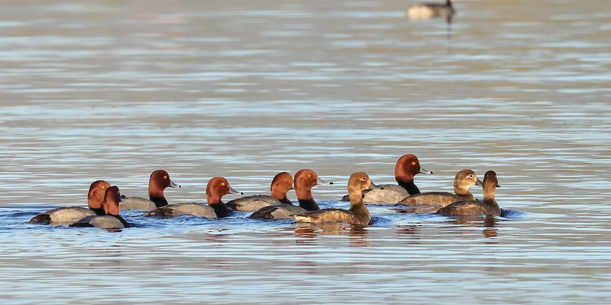 Redhead - ML646754170