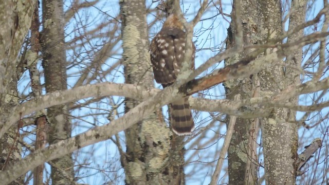 Cooper's Hawk - ML646754171