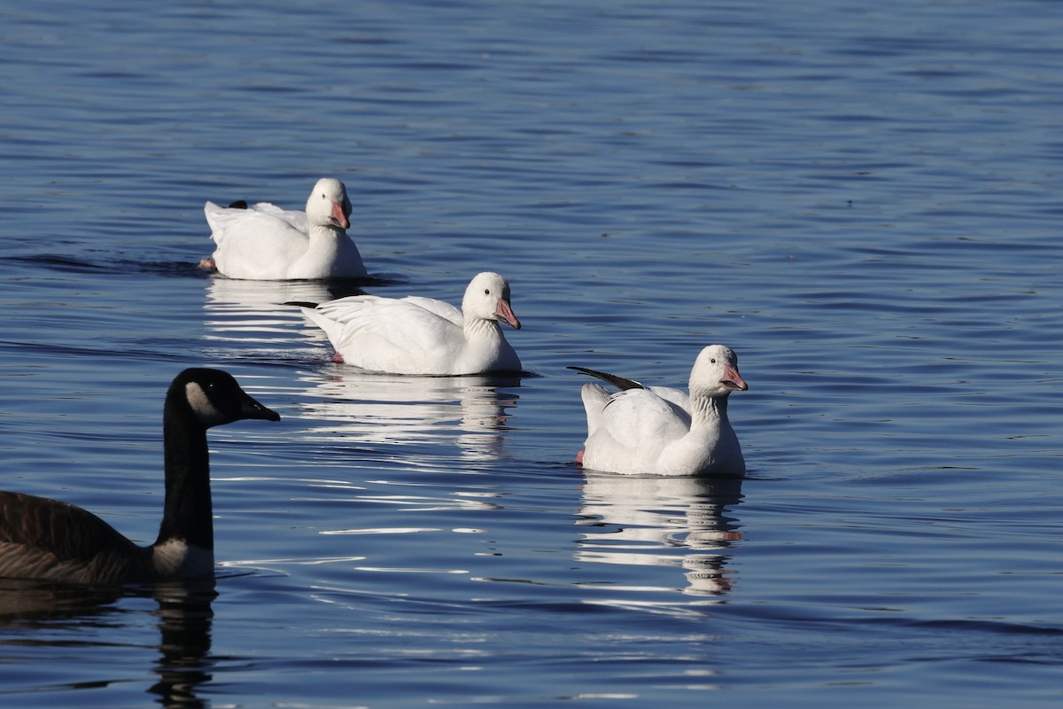 Snow Goose - ML646754173