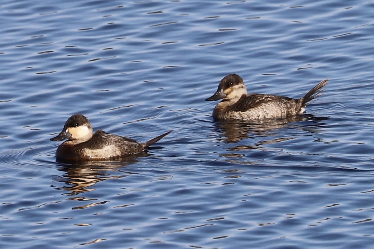 Ruddy Duck - ML646754174