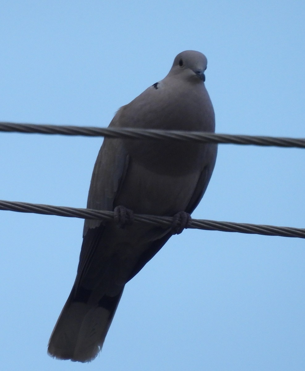 Tórtola Turca - ML646754176