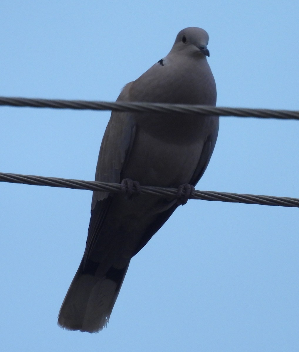 Tórtola Turca - ML646754177