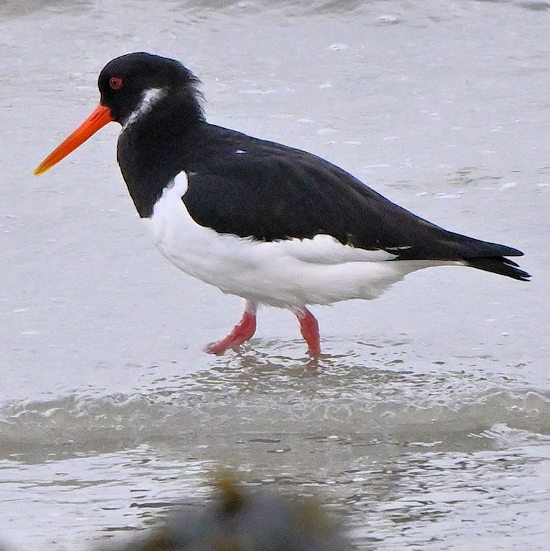 Eurasian Oystercatcher - ML646754185