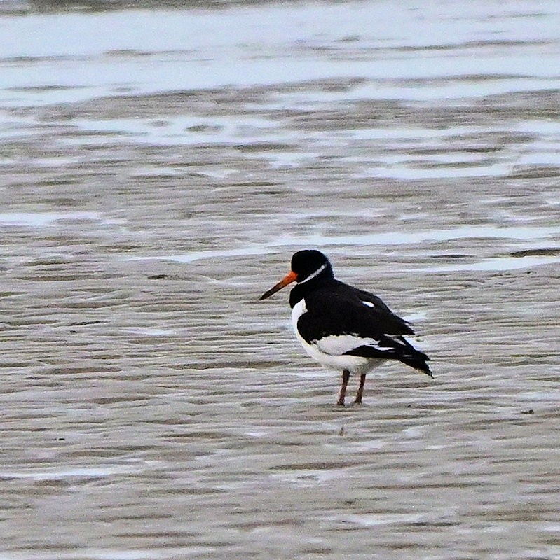 Eurasian Oystercatcher - ML646754186