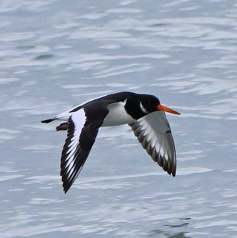 Eurasian Oystercatcher - ML646754187