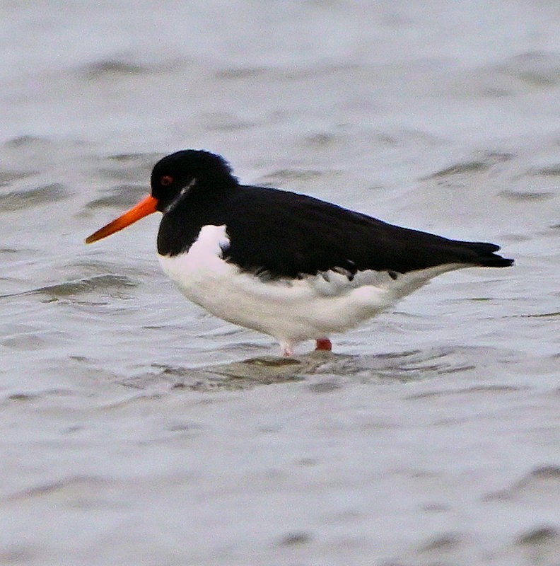 Eurasian Oystercatcher - ML646754188